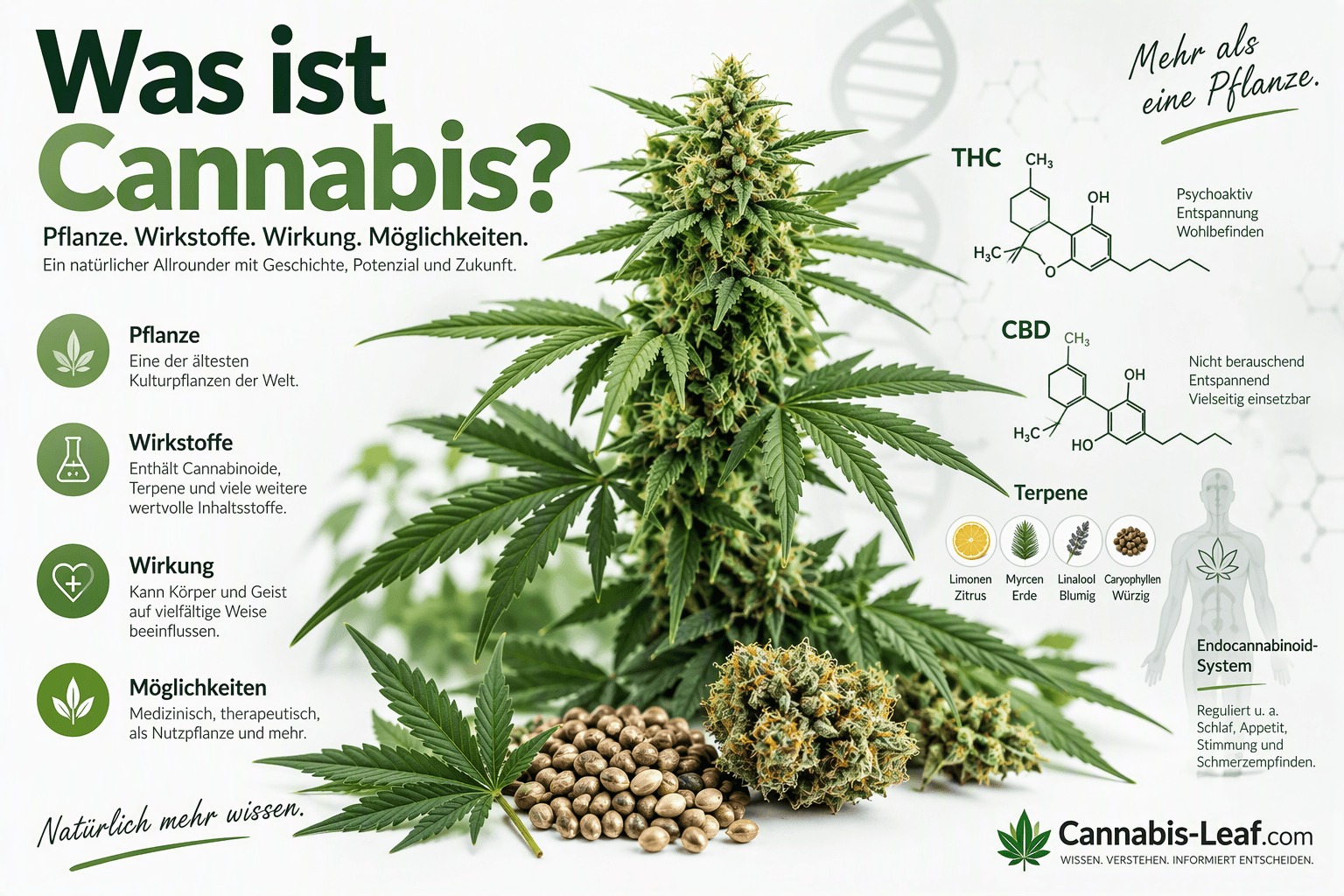 Cannabis-Pflanze mit grünen Blättern in Nahaufnahme zur Veranschaulichung des Themas Cannabis und Hanf