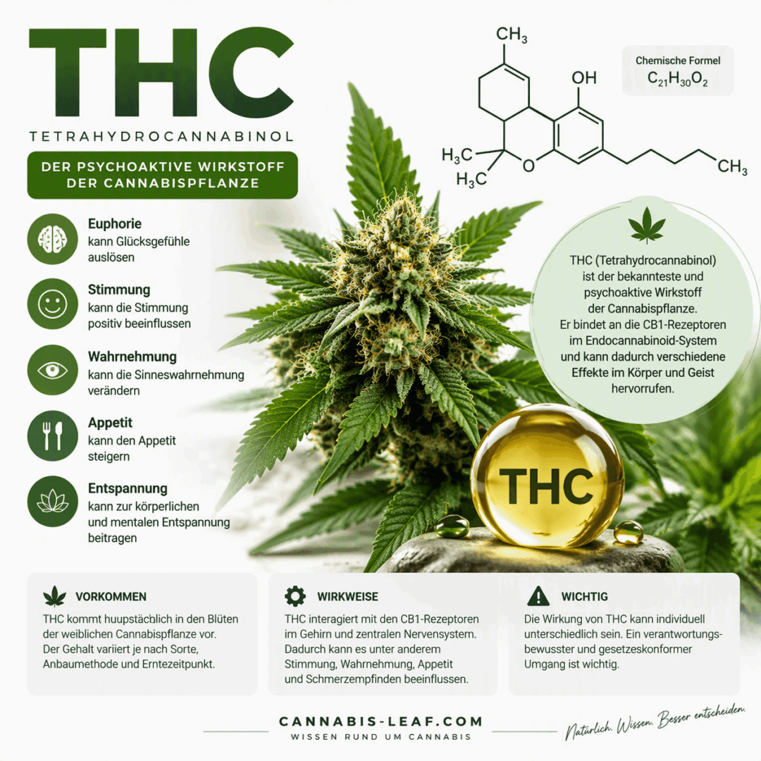 Infografik über THC (Tetrahydrocannabinol) mit Informationen zu Wirkung, Nebenwirkungen, THC-Gehalt, Vergleich zu CBD und rechtlicher Situation in Deutschland.