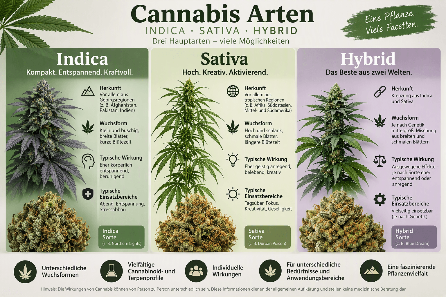 Infografik zu Cannabis Arten mit Vergleich von Indica, Sativa und Hybrid sowie Herkunft, Wuchsform, Wirkung und Anwendungsbereichen.